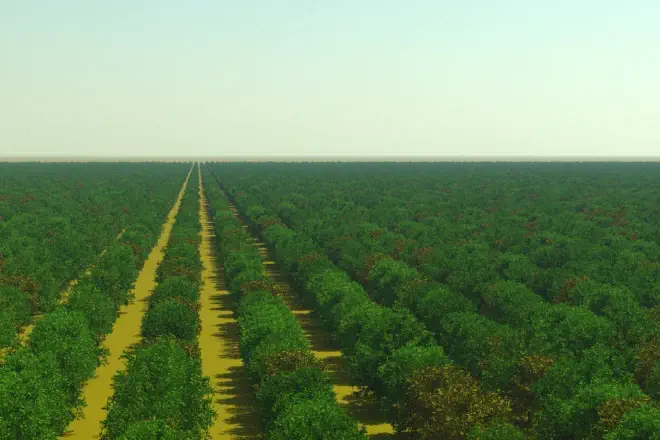 Wellington Citrus Orchard scene with an atmosphere